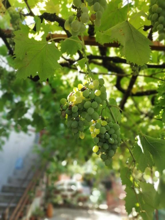 Zahrada ubytování Apartmani LALA 2 Canj
