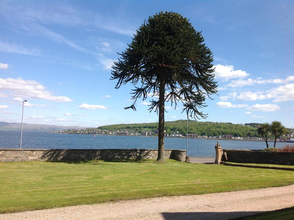 un árbol en la hierba junto a un cuerpo de agua en The Guest Wing, en Rothesay