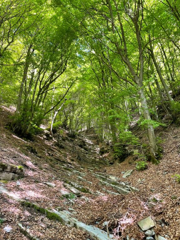 Gallery image of Villa Oleandro in Casima