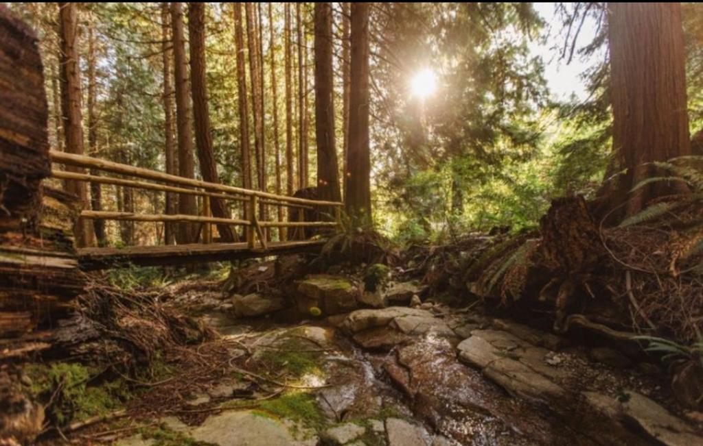 a wooden bridge in the middle of a forest at Hidden Creek Hideaway in Roberts Creek