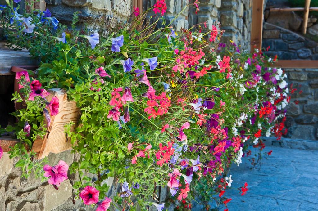 Zahrada ubytování Chalet Alpenrose Bio Wellness Naturaktivhotel