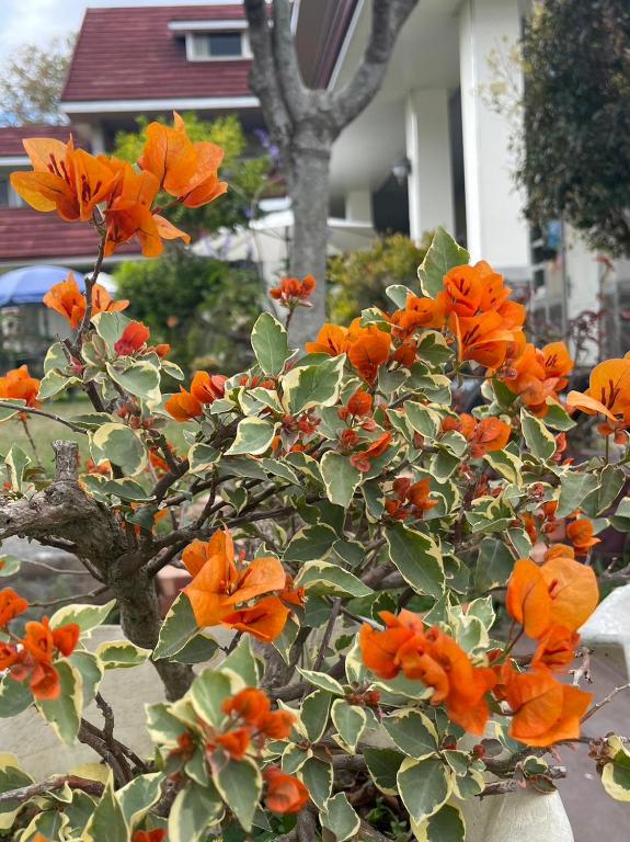 Zahrada ubytování Xian Qing Yu Zhi Homestay