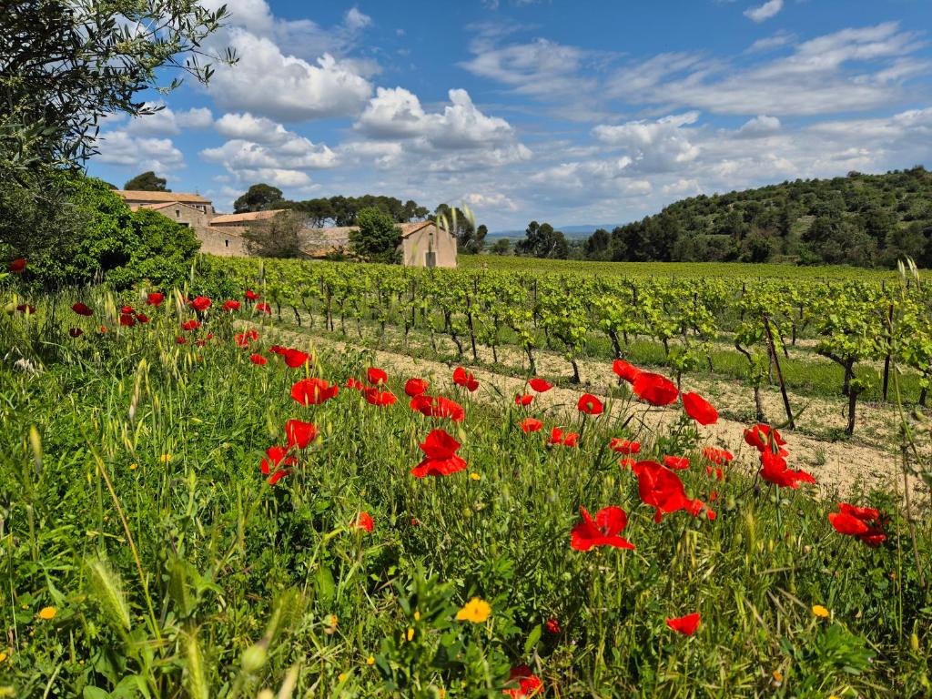 un champ de fleurs rouges devant un vignoble dans l'établissement La Pinède, logement privatif au château, à Aumes