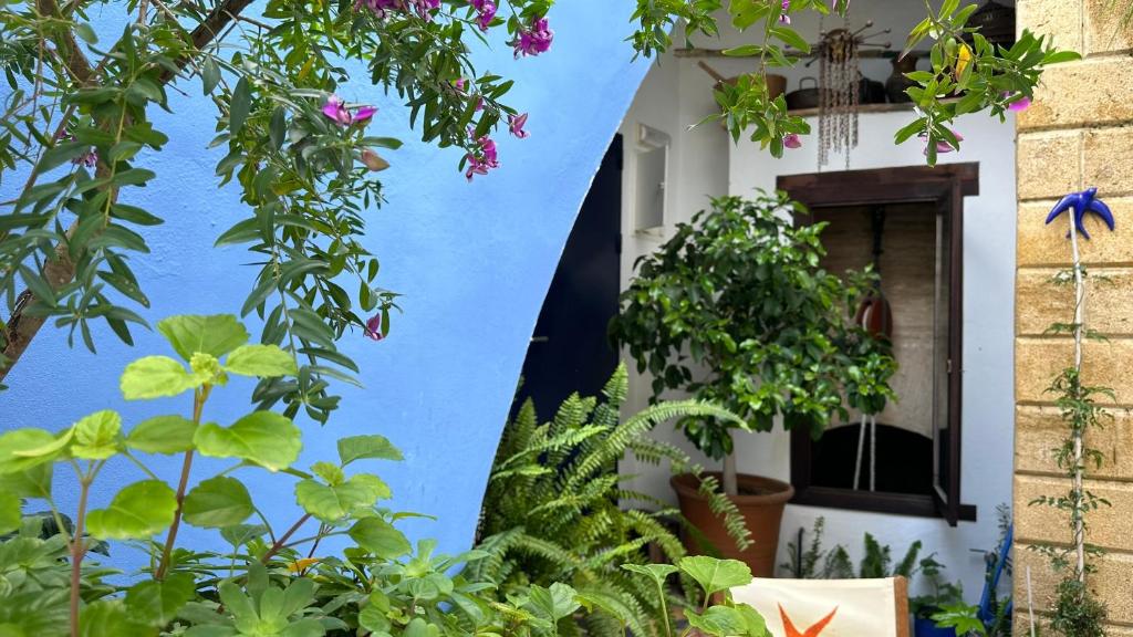 a blue wall with plants in front of a building at Hostal Casa Alborada in Conil de la Frontera