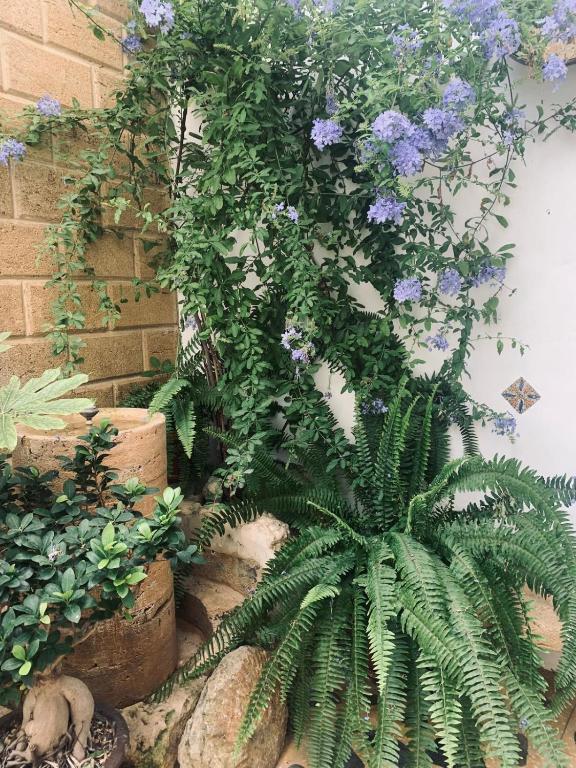 a plant with purple flowers hanging from a wall at Hostal Casa Alborada in Conil de la Frontera