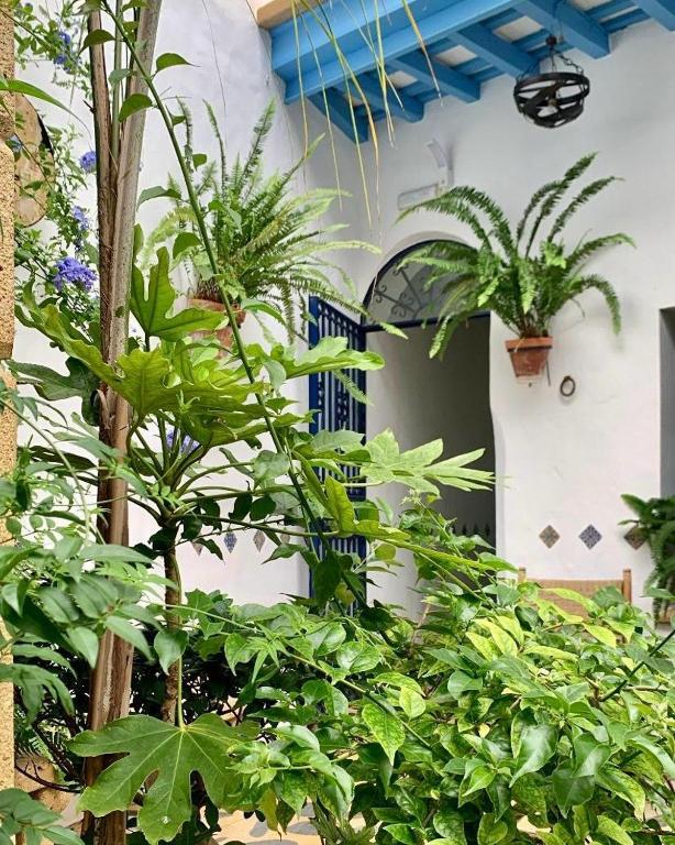 a group of plants in front of a building at Hostal Casa Alborada in Conil de la Frontera