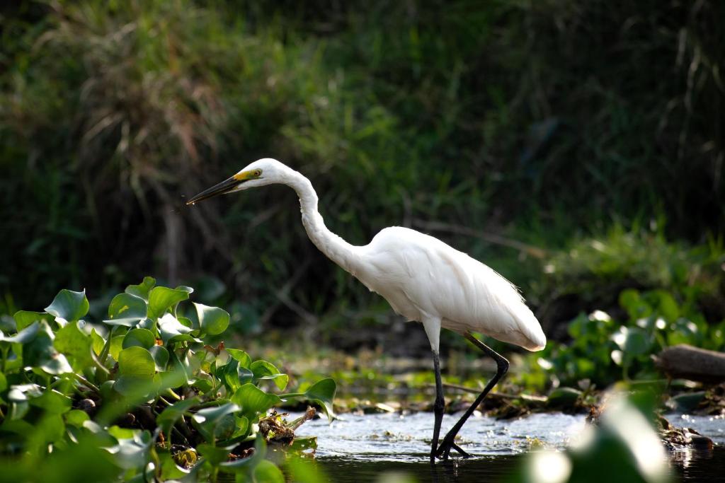 a white bird is standing in the water at Hotel Tree Tops- A Serene Friendly Hotel in Sauraha in Chitwan