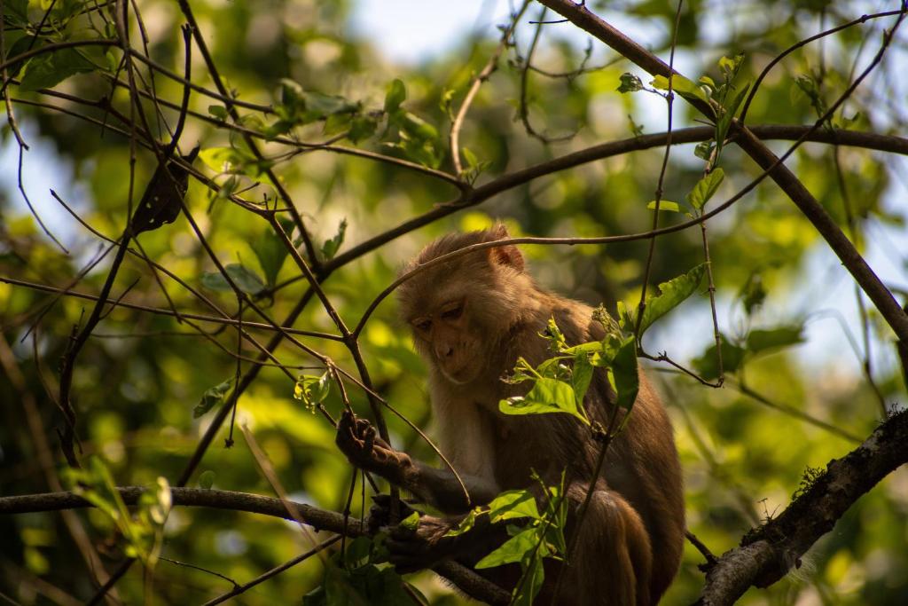 a monkey sitting on a tree branch eating leaves at Hotel Tree Tops- A Serene Friendly Hotel in Sauraha in Chitwan