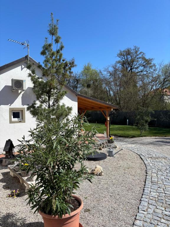Zahrada ubytování Apartmány Uprostřed zeleně