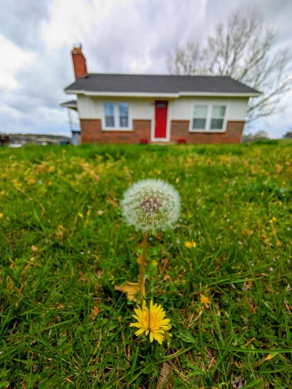 a flower in the grass in front of a house at Mountain View Cottage in Ashland