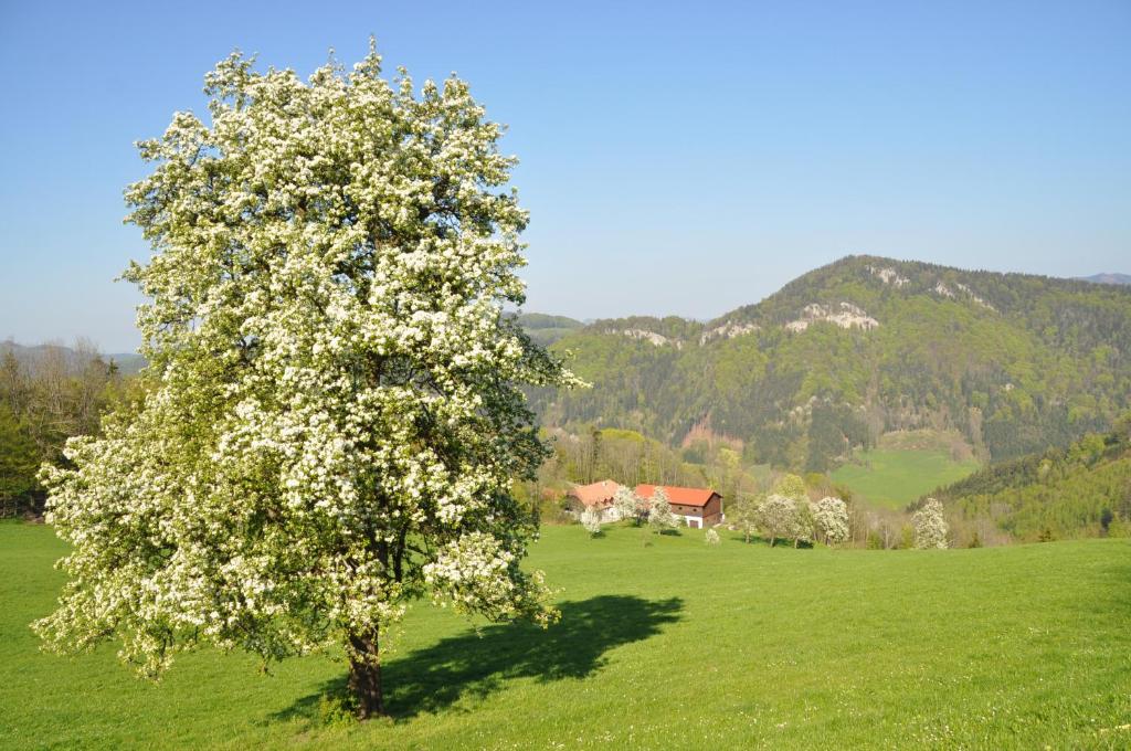 Příroda nedaleko apartmánu