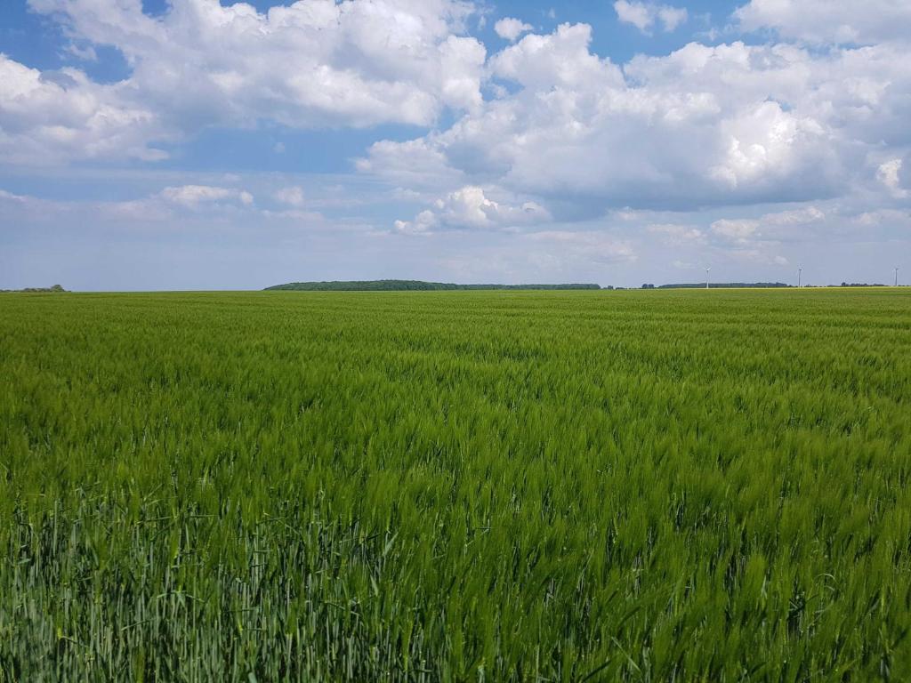 a large field of green grass under a cloudy sky at Exkl FH Quäkenpüker, Kamin, W-LAN in Börgerende-Rethwisch