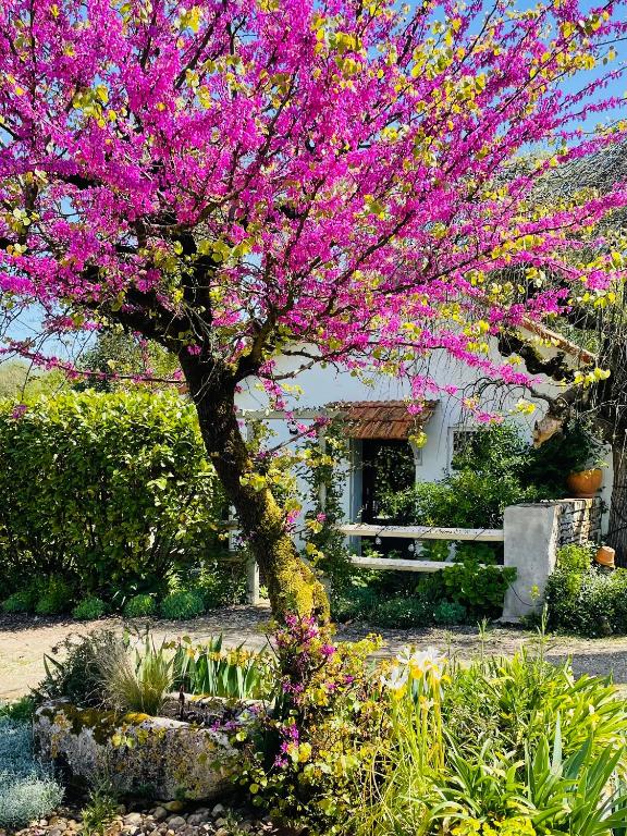 un arbre aux fleurs roses devant une maison dans l'établissement La Petite Maison, à Corme-Écluse