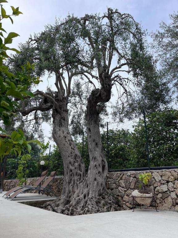 A garden outside Sicilian Garden