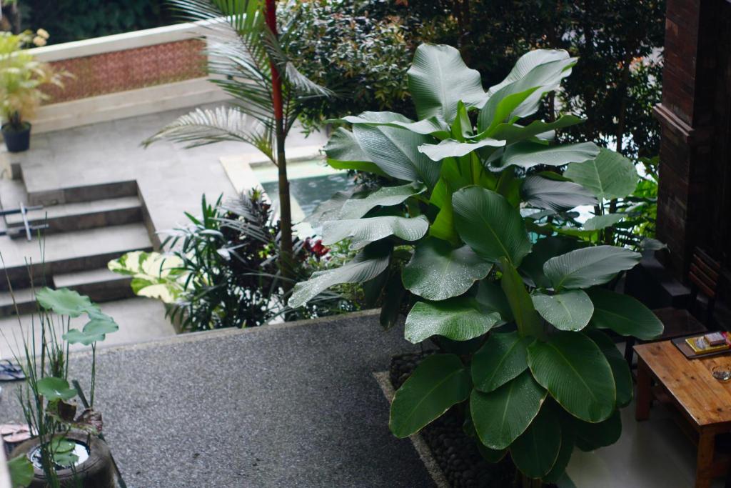 Zahrada ubytování Hanaka Riverside Ubud
