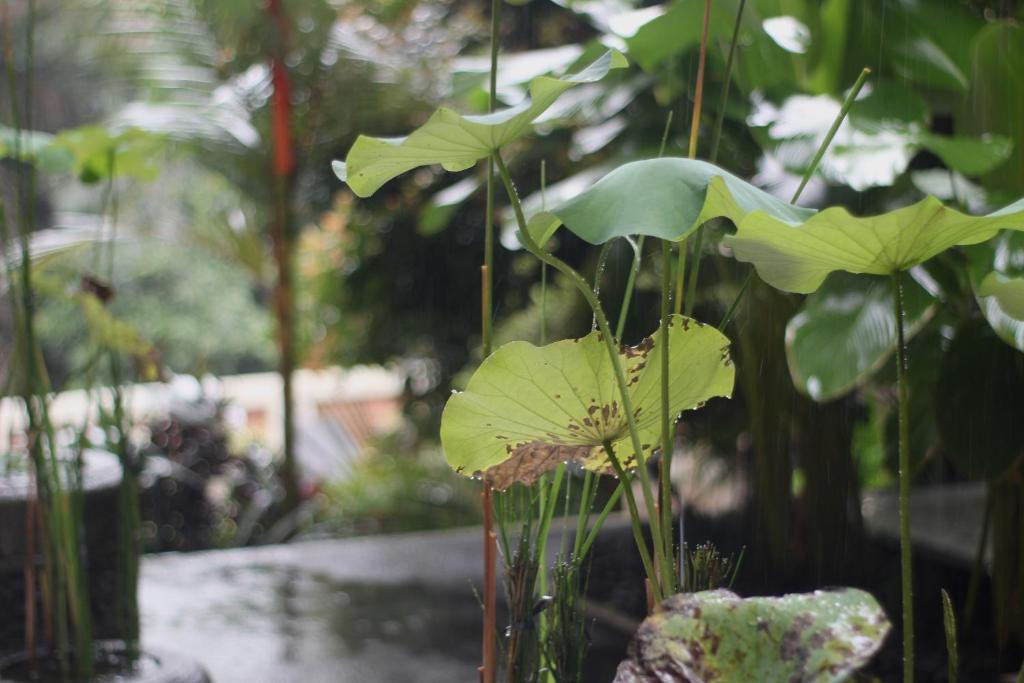 Zahrada ubytování Hanaka Riverside Ubud