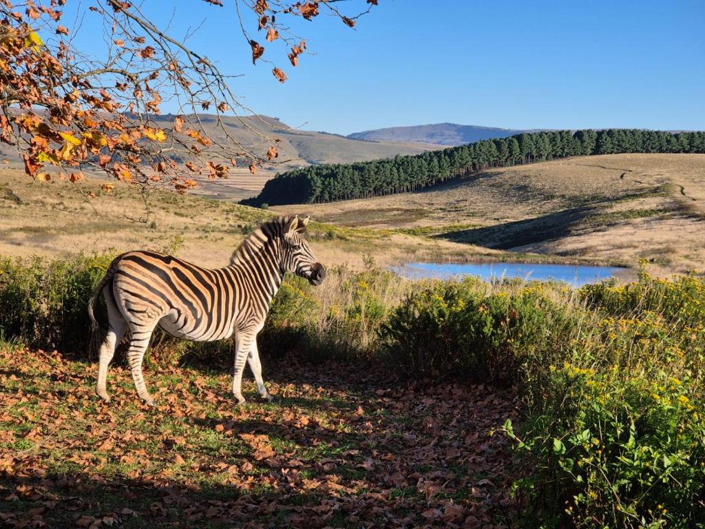 a zebra standing in a field next to a pond at 16 Bloulelie - The Bend County Estate -SUV in Rev Estates
