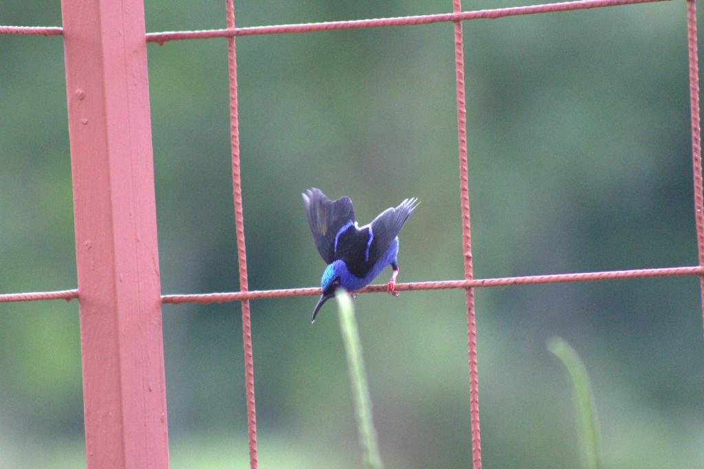 Fotografie z fotogalerie ubytování Home La Fortuna v destinaci Fortuna