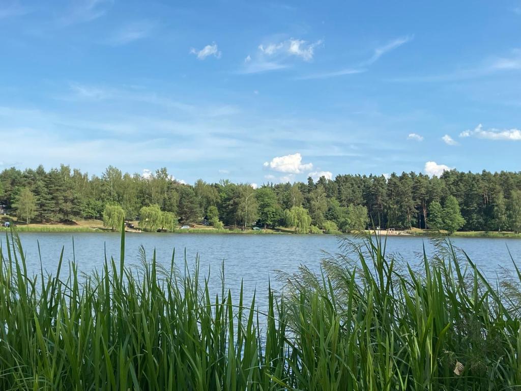 a view of a lake with trees in the background at Markowa Przystań in Ożenna