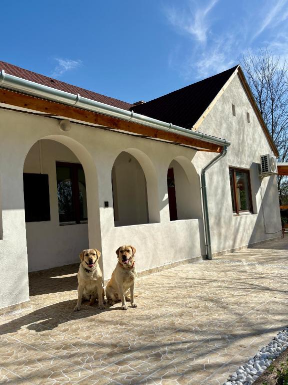 Domácí mazlíčci ubytovaní s hosty v ubytování Sárffy Vendégház