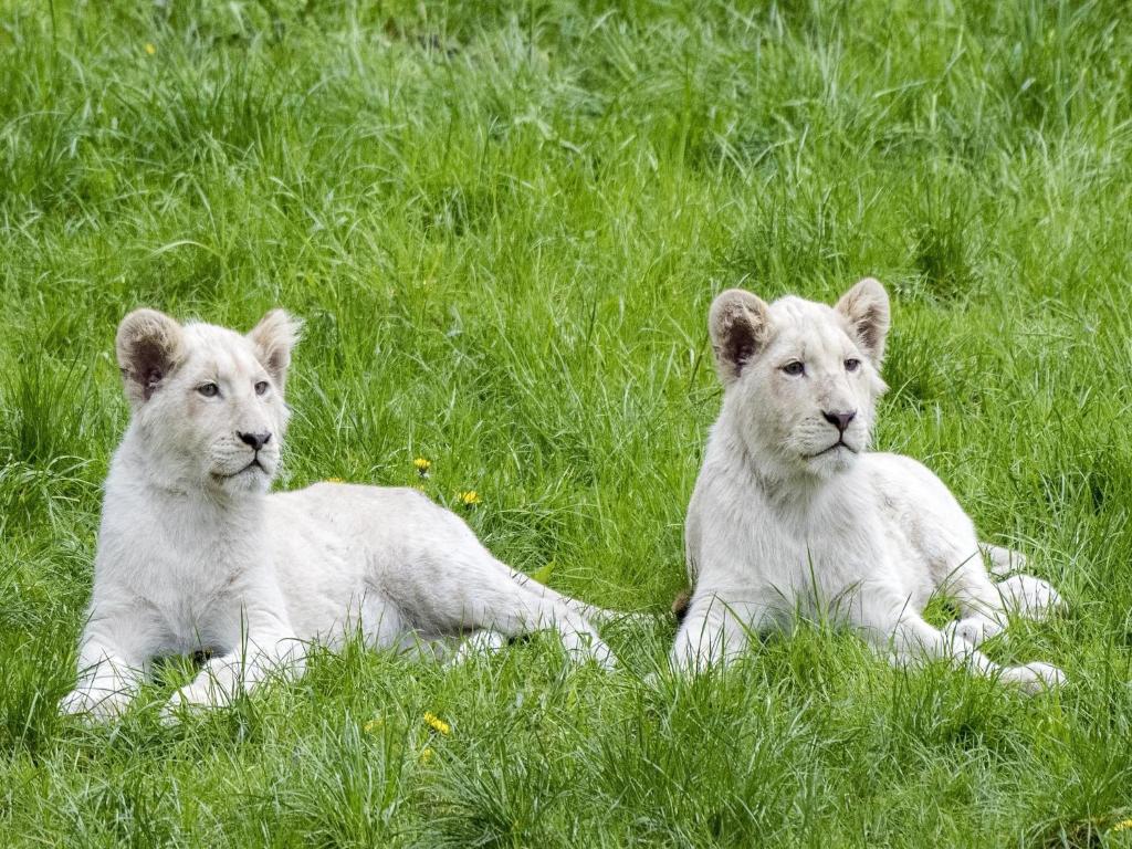 Domácí mazlíčci ubytovaní s hosty v ubytování Zelte im Safari Park Hodenhagen