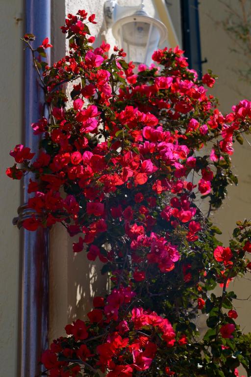 a bunch of red flowers hanging from a wall at La Garoupe-Gardiole in Antibes
