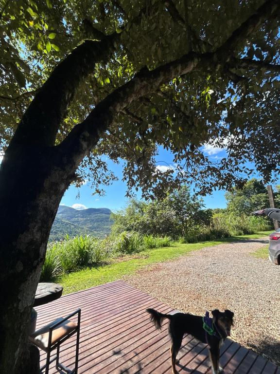 a dog standing on a wooden deck under a tree at Cabana in Arroio do Meio