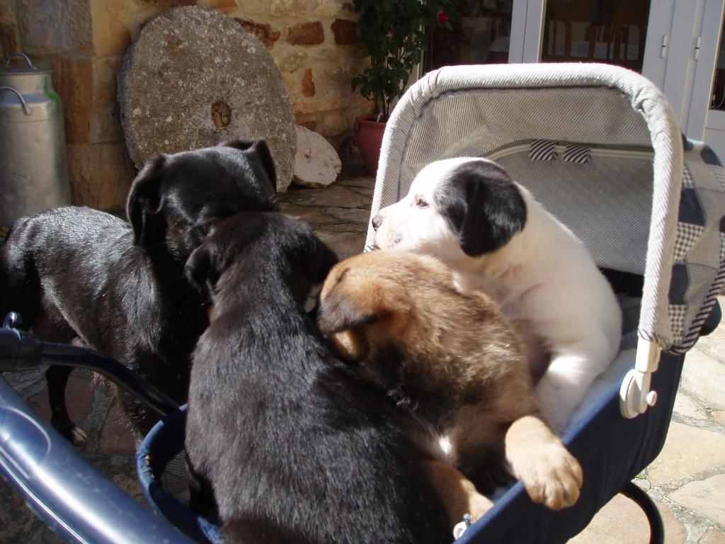 Mascotas con sus dueños en Peñasalve