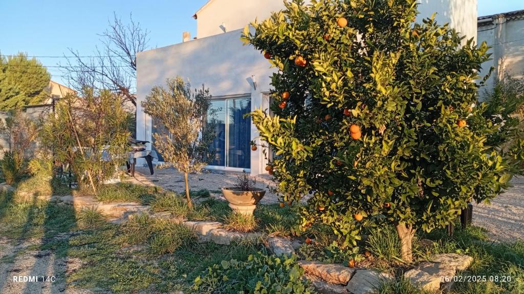 an orange tree in front of a building at Villa Aubagne Gémenos in Aubagne