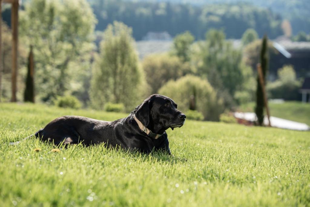 Domácí mazlíčci ubytovaní s hosty v ubytování Apfelland Hideaways