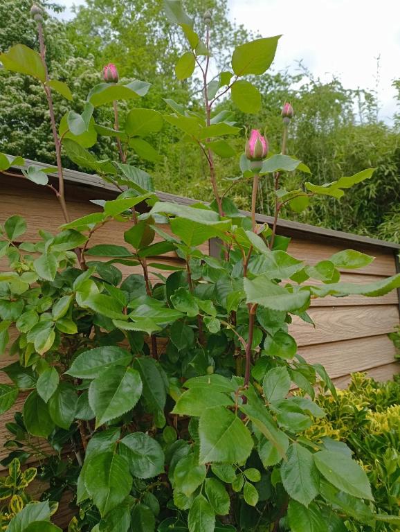 Zahrada ubytování Gîte l'Olivianne