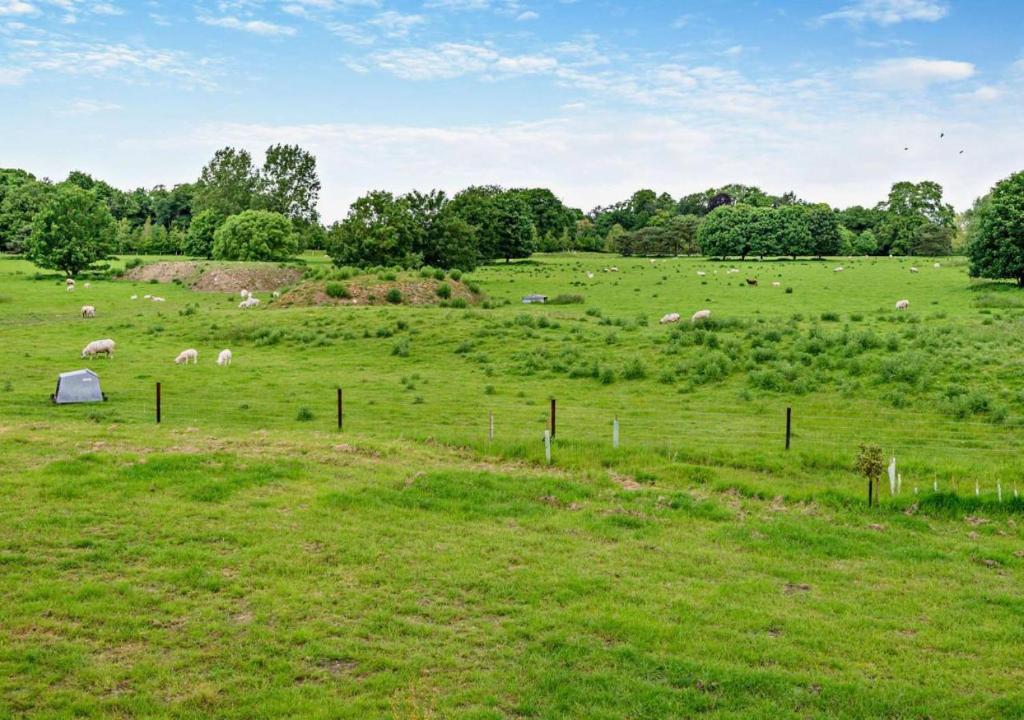 a herd of sheep grazing in a green field at 2 Beechwood at Thoulstone Park in Corsley