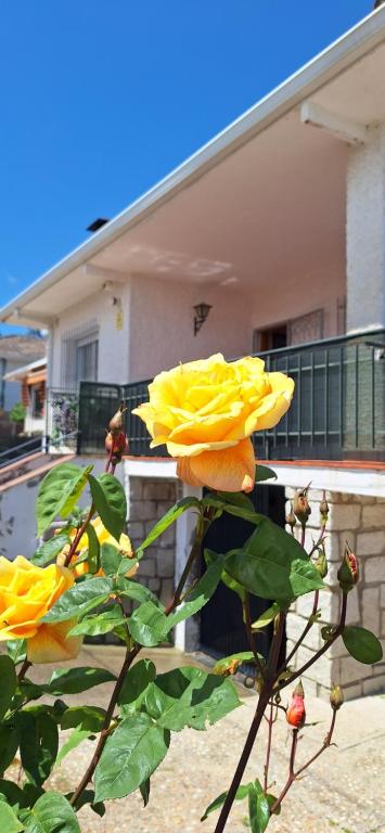 eine Gruppe gelber Blumen auf einer Pflanze vor einem Haus in der Unterkunft La Tenería Chalet in El Tiemblo