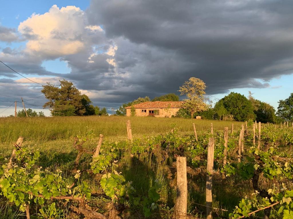 un vignoble avec un bâtiment au loin et un champ dans l'établissement Les vins de Rouyré - Maison, 4 pers, grand jardin, bain nordique, à Sainte-Cécile-du-Cayrou