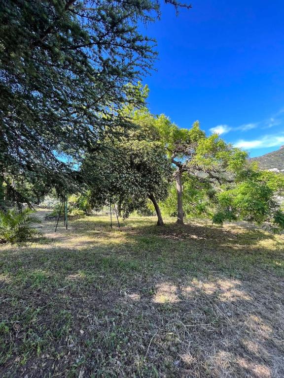 un arbre au milieu d'un champ dans l'établissement Appartement calme proche du centre, à Santa-Reparata-di-Balagna