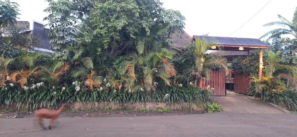 Fotografie z fotogalerie ubytování Sunscape lodge v destinaci Fort Portal