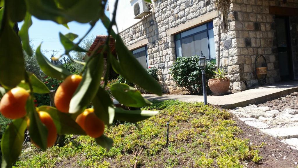 um monte de laranjas numa árvore em frente a um edifício em Shwartzimmer em Rosh Pinna