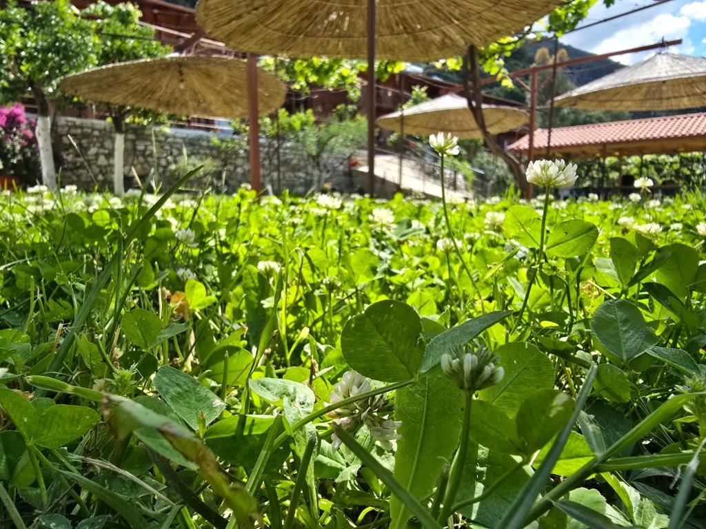 Zahrada ubytování Guest House Luiza
