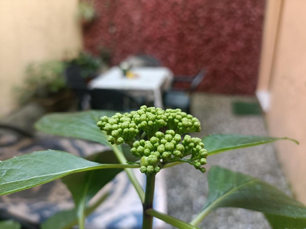 Il giardino segreto - 10