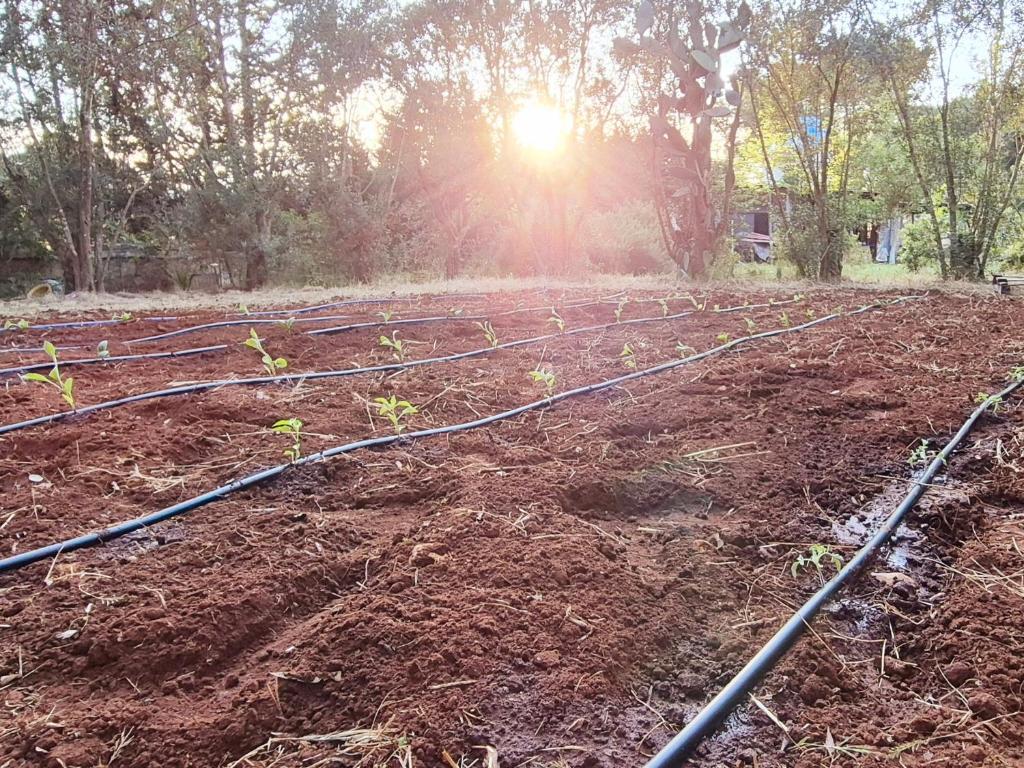 un jardin avec une bande de plantes dans la terre dans l'établissement ALFA COUNTRY HOUSE Villa Salento, à Lequile 77 autres photos