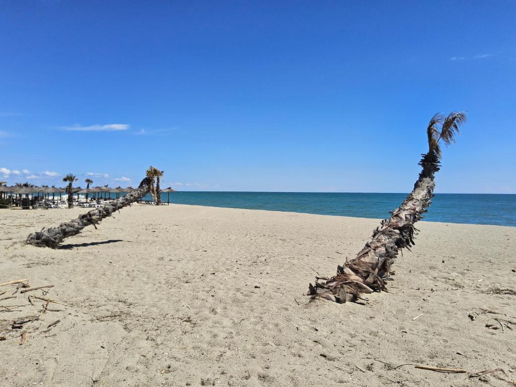 une rangée de palmiers sur une plage de sable dans l'établissement La Casote du Pêcheur Bord d'étang 9 Personnes Clim, au Barcarès