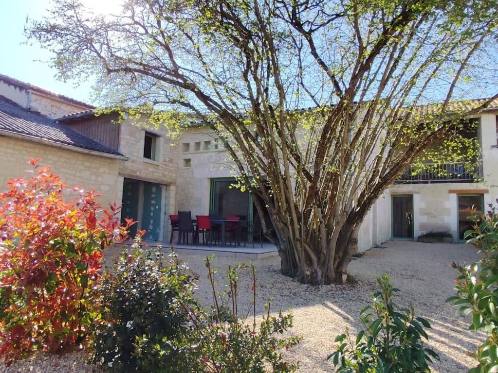 a large tree in the courtyard of a house at Gîte de charme à Loudun in Loudun