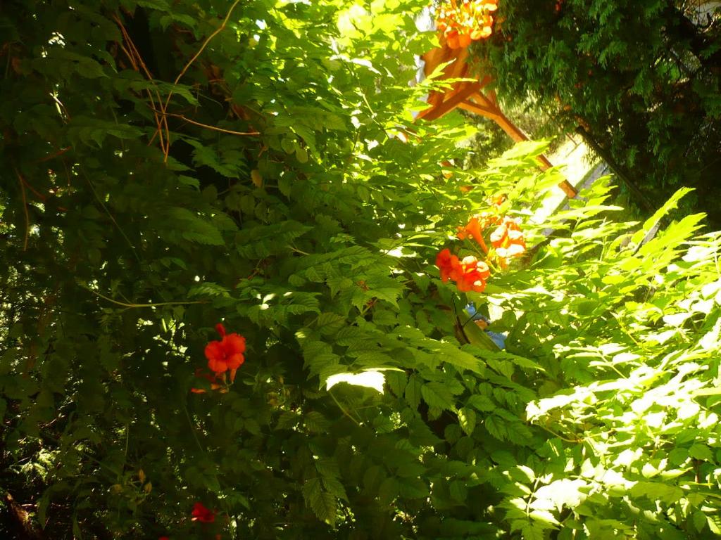 ヴェレシェクハーズにあるKisház Apartmanの緑の茂みの赤い花の群れ
