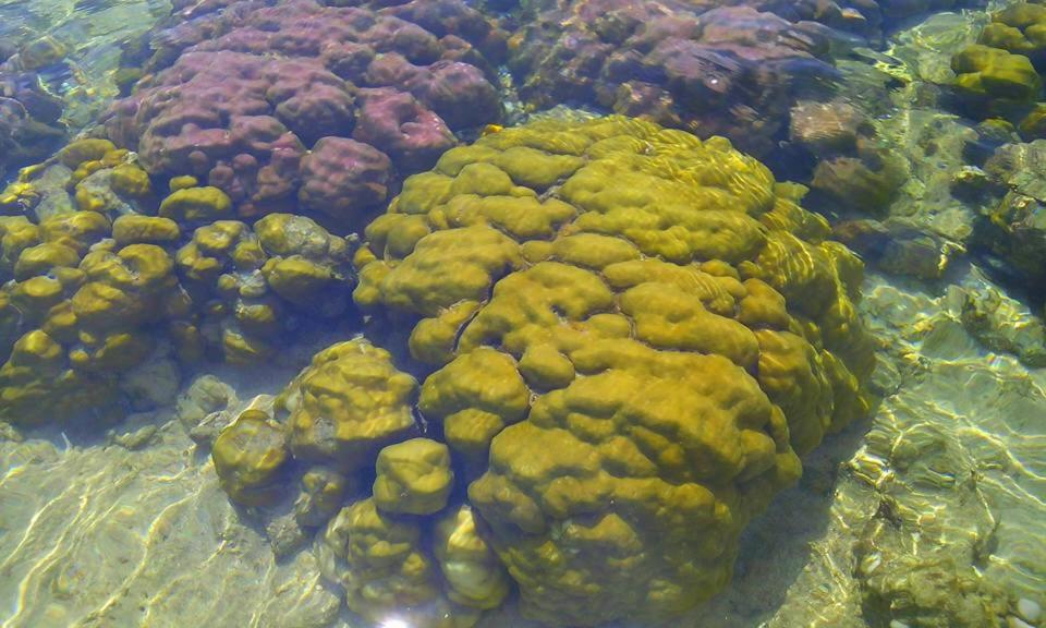 a group of plants in the water at Sumatra Ecolodge in Sungaipisang