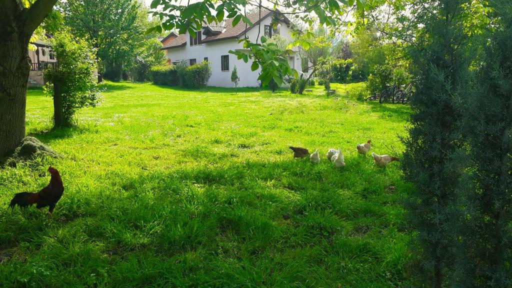 Villa Kirkpinar Sapanca - 14