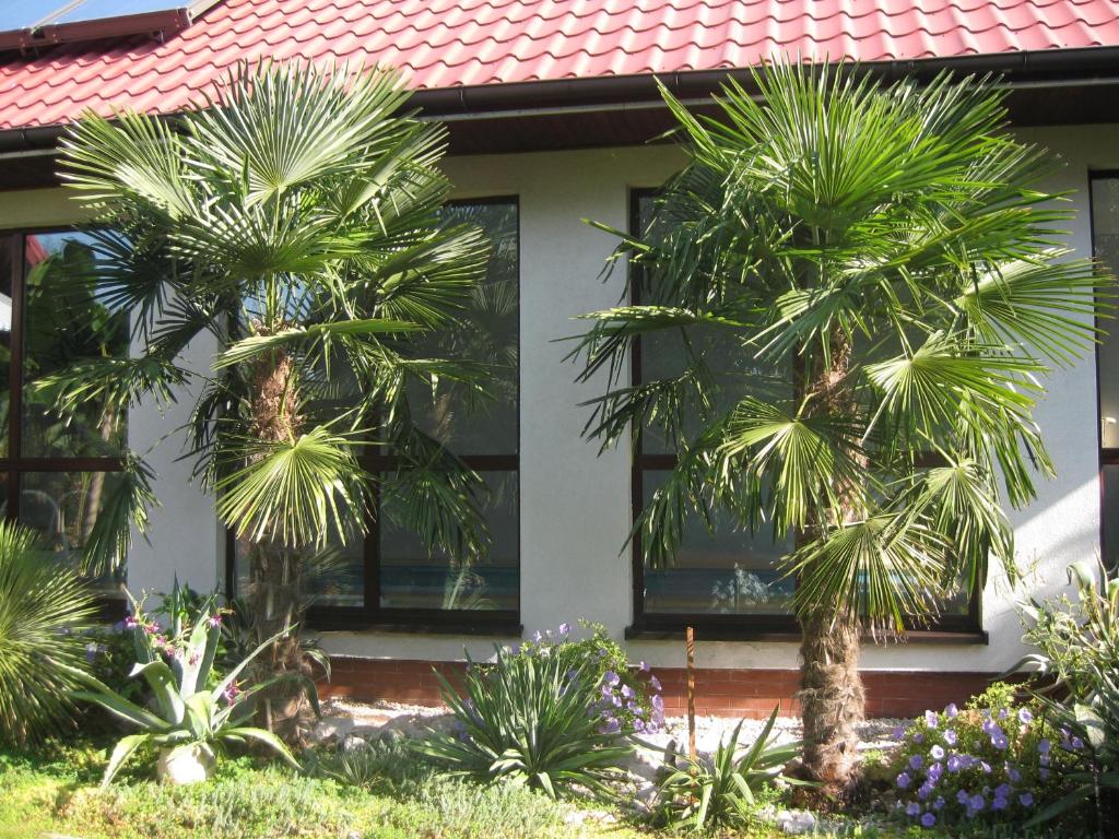 two palm trees in front of a house at Pokoje Gościnne Pod Palmami in Busko-Zdrój