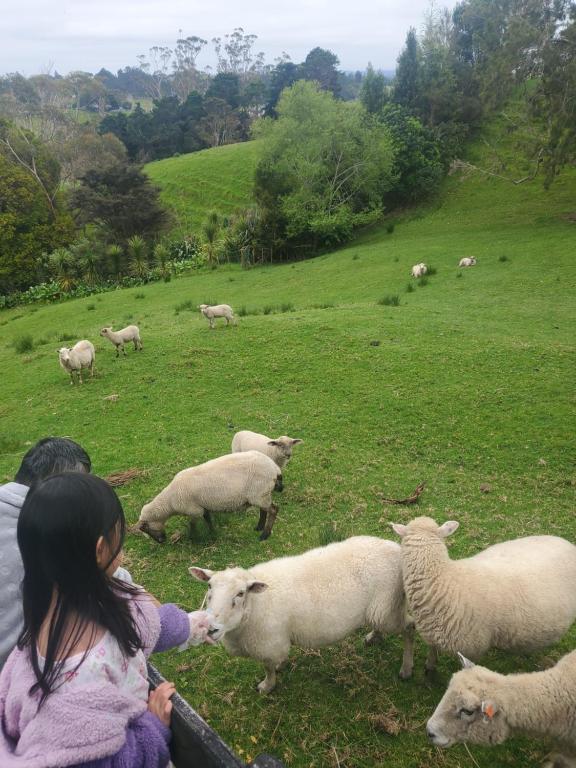 two children are looking at sheep in a field at Sunshine Valley in Auckland