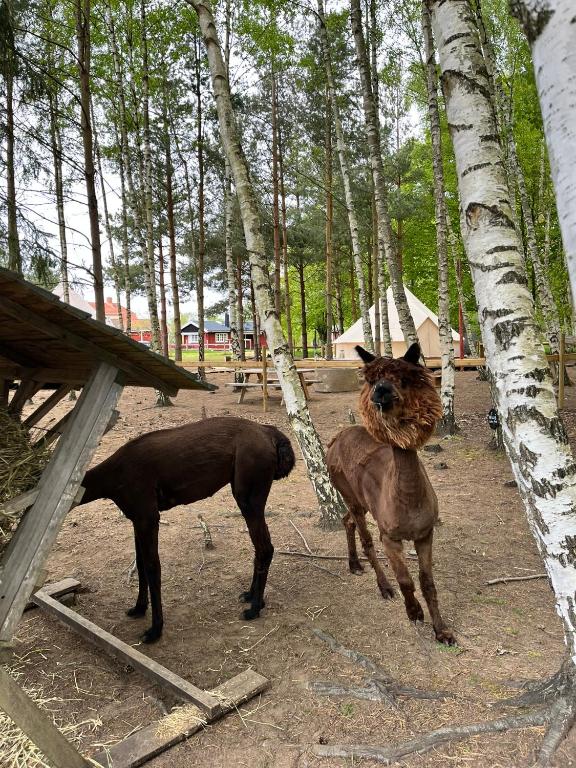 Zvířata v luxury tent nebo okolí