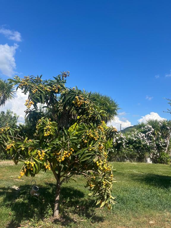 A garden outside THE MANSION OF DIONISOS AND DIMITRAS
