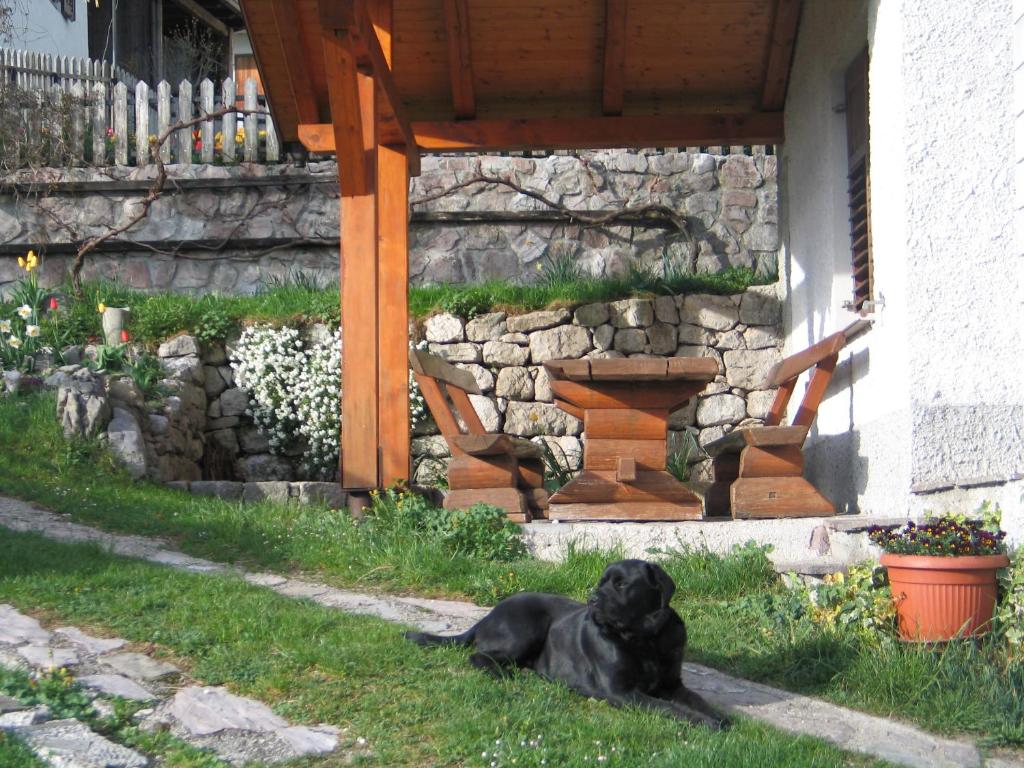 Domácí mazlíčci ubytovaní s hosty v ubytování Tourist Farm Žvanč